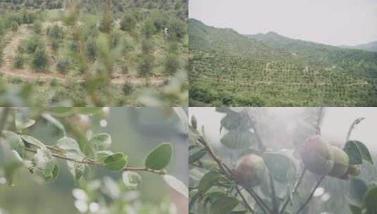 20250226-y007（山茶树山茶果）高清在线视频素材下载