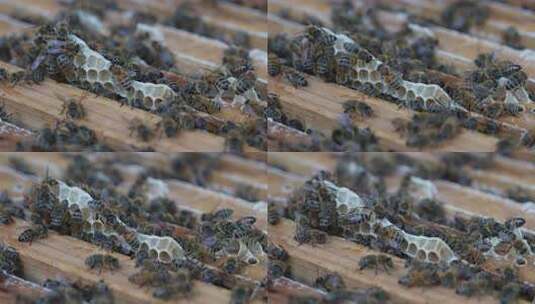 蜜蜂筑巢活动特写高清在线视频素材下载