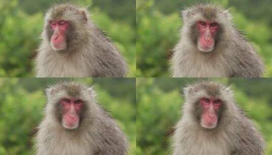 日本猴子特写高清在线视频素材下载