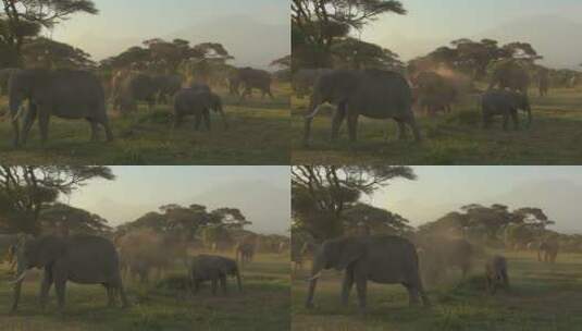 正在迁徙的非洲象群高清在线视频素材下载