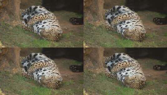 豹子躺在地上闭着眼睛高清在线视频素材下载