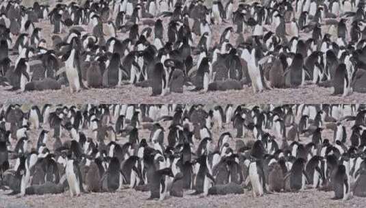 企鹅群站在岩石上高清在线视频素材下载
