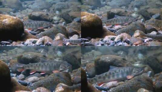 水下摄像机拍摄在阿拉斯加游泳的鳟鱼高清在线视频素材下载