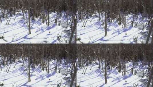 冬季雪后的芦苇景观高清在线视频素材下载