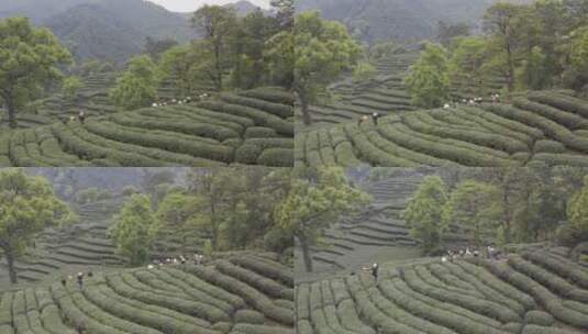 茶茶叶红茶艺采茶泡茶红茶山春茶道茶园农业高清在线视频素材下载