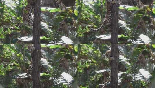 从树上下来的美洲豹高清在线视频素材下载