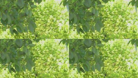 清晨阳光下的绿色树叶4K高清在线视频素材下载
