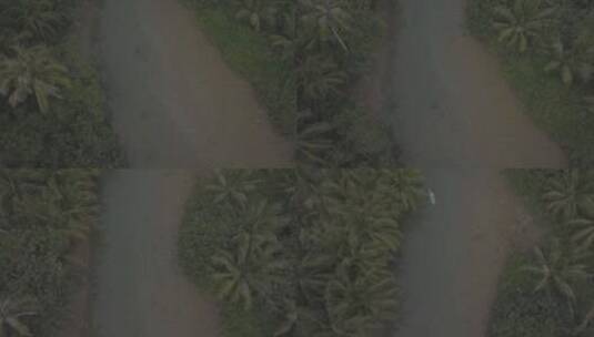 椰子树 河流  沙滩 丛林 树丛 划船 帆船高清在线视频素材下载