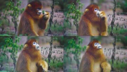 金丝猴猴子高清在线视频素材下载