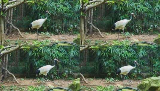 动物园里的丹顶鹤高清在线视频素材下载