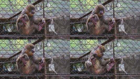 笼子里的猴子高清在线视频素材下载
