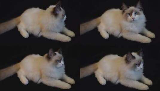 猫窝里趴卧的布偶猫高清在线视频素材下载