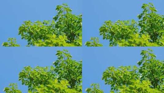 树枝树叶空镜头高清在线视频素材下载
