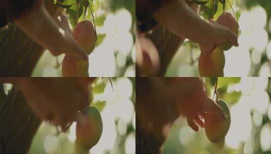 采摘水果的果农高清在线视频素材下载