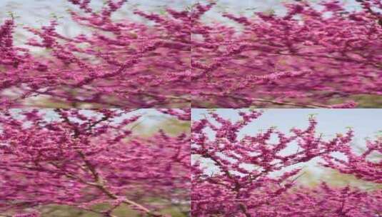 4K花草植物素材——紫荆花（满条红）高清在线视频素材下载