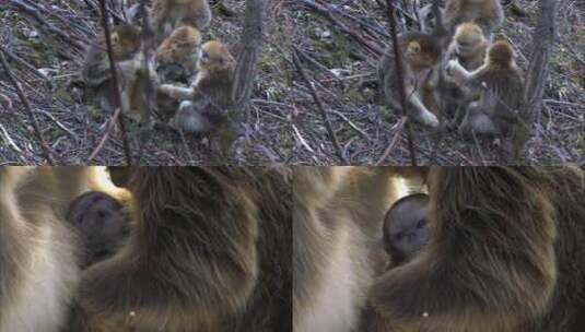 新出生的金丝猴幼崽4高清在线视频素材下载