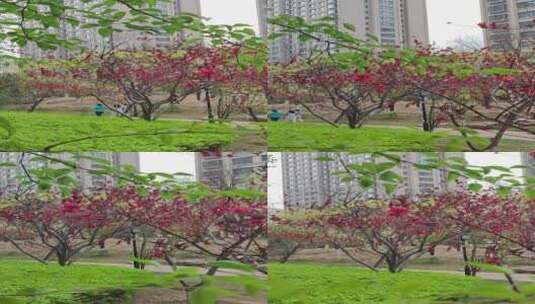 春天的植物和花卉高清在线视频素材下载