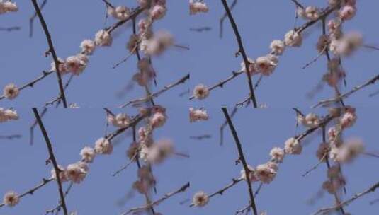 【镜头合集】北京植物园桃花梅花樱花粉色高清在线视频素材下载