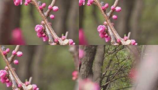 天气回暖梅花桃花花蕾花苞花骨朵高清在线视频素材下载