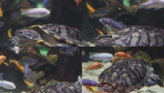 乌龟巴西龟爬行宠物镇宅游动高清在线视频素材下载