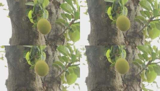 掉在树上菠萝蜜果实高清在线视频素材下载