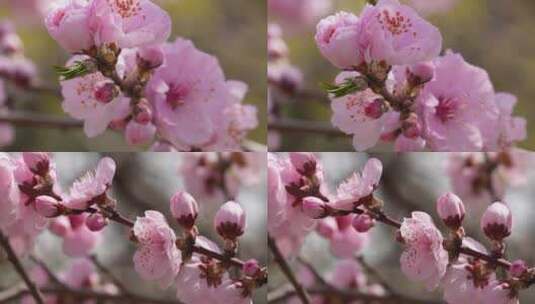 【镜头合集】人面桃花鲜花粉嫩鲜花花朵高清在线视频素材下载