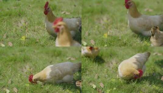 鸡 啄食 放养 肉鸡 草地 散养 养鸡高清在线视频素材下载