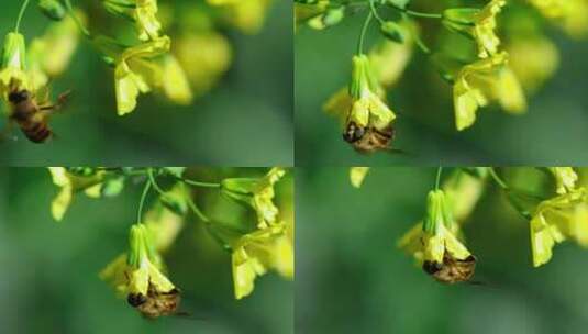 在绿色背景下的黄花上的蜜蜂高清在线视频素材下载