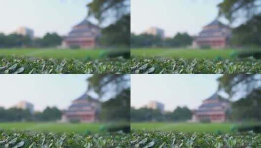 广州中山纪念堂花园草坪园林风光高清在线视频素材下载