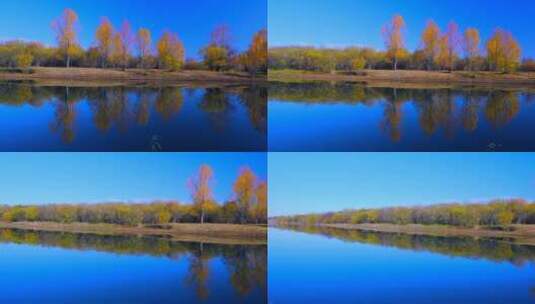 内蒙古额尔古纳湿地公园水岸红黄树叶秋景高清在线视频素材下载