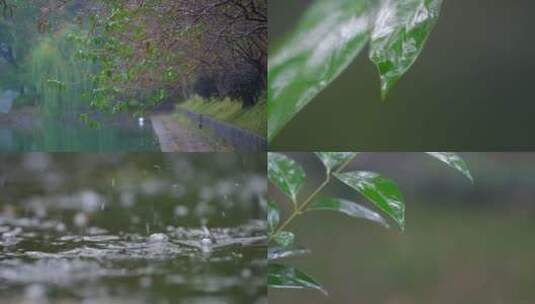 下雨春雨雨季合集素材-万物生长高清在线视频素材下载