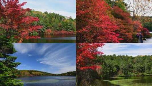 秋天枫叶红叶树叶森林自然生态唯美公园高清在线视频素材下载