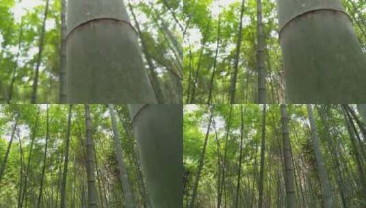 竹林竹海背景高清在线视频素材下载