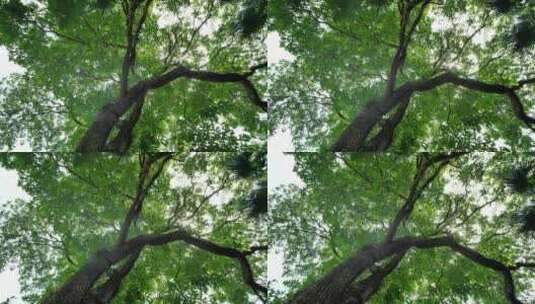 仰视仰拍阳光大树枝叶树荫高清在线视频素材下载