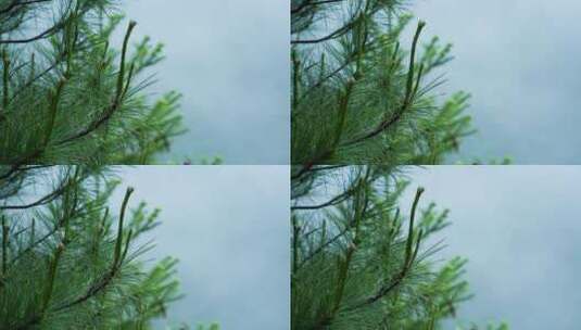 4K高清绿色森林元素空镜素材升格高清在线视频素材下载