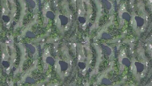 深圳高尔夫球场航空俯拍4k高清在线视频素材下载