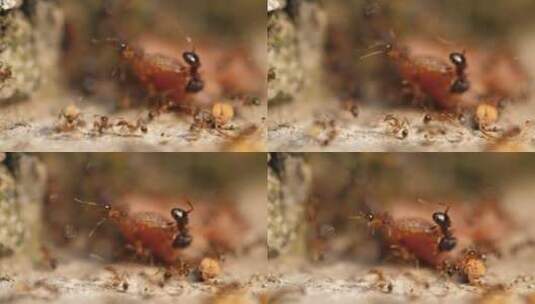 一群蚂蚁搬运食物微距特写镜头高清在线视频素材下载