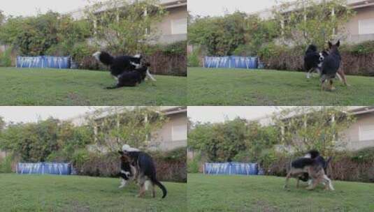 两只狗在草地上打架高清在线视频素材下载