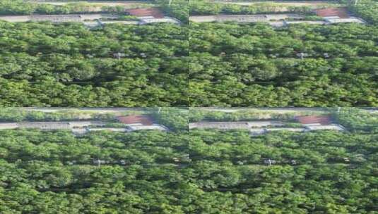 武汉东湖5A景区珞珈山竖屏航拍高清在线视频素材下载