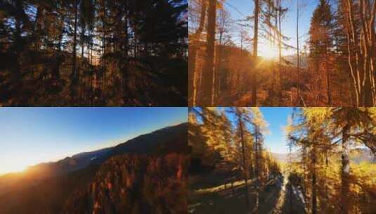 航拍香山红叶原始森林秋景高清在线视频素材下载