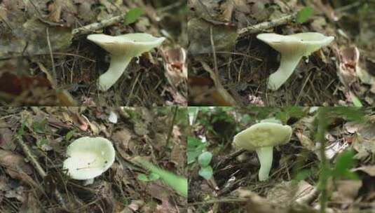 【4K原创】原始森林野生蘑菇绿色苔藓植物7高清在线视频素材下载