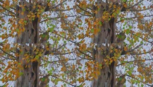 风吹树叶景观高清在线视频素材下载