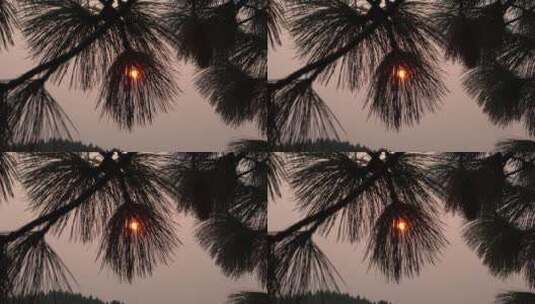 阳光照射松针树高清在线视频素材下载