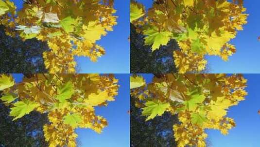 金秋 生机盎然 美丽的大自然森林树木树叶高清在线视频素材下载
