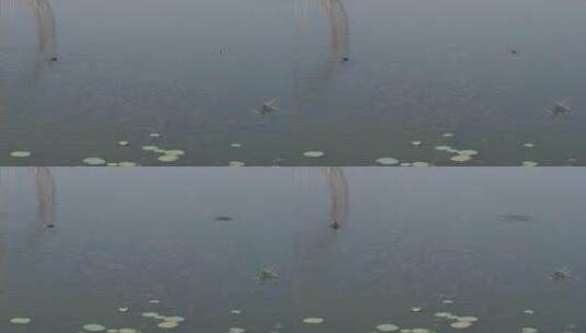 池塘的鸭子高清在线视频素材下载