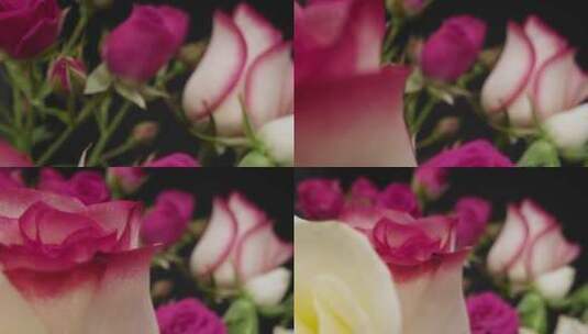 彩色玫瑰的跟踪镜头高清在线视频素材下载