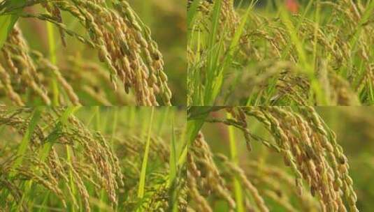 4K水稻实拍视频01高清在线视频素材下载