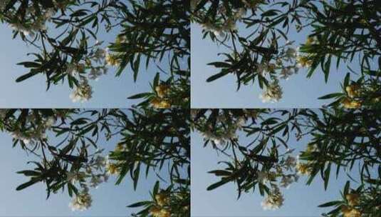 希腊克里特岛的夹竹桃高清在线视频素材下载