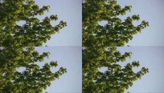 枫叶被阳光照亮高清晰度高清在线视频素材下载