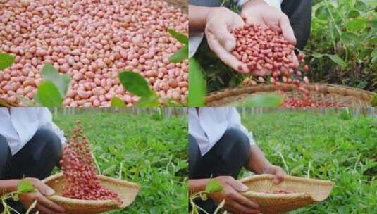 花生种植高清在线视频素材下载